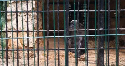 Chimp in zoo.